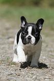 BOULEDOGUE FRANCAIS 436